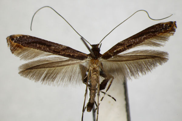 /filer/webapps/moths_gc/media/images/M/magnoliae_Caloptilia_PT_ZSM_2.jpg