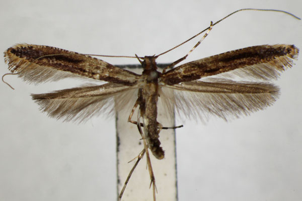 /filer/webapps/moths_gc/media/images/M/magnoliae_Caloptilia_PT_ZSM_3.jpg