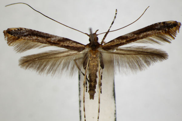/filer/webapps/moths_gc/media/images/M/magnoliae_Caloptilia_PT_ZSM_4.jpg