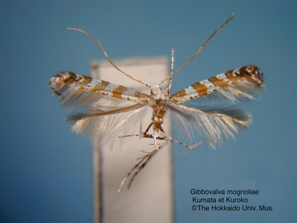 /filer/webapps/moths_gc/media/images/M/magnoliae_Gibbovalva_HT_EIHU.jpg