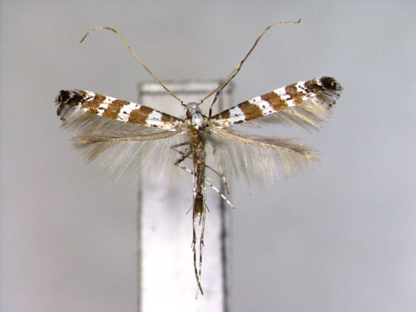 /filer/webapps/moths_gc/media/images/M/magnoliae_Gibbovalva_PT_EIHU.jpg