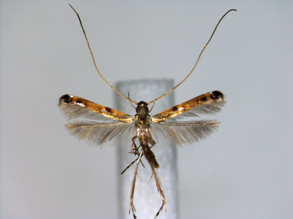 /filer/webapps/moths_gc/media/images/M/malayana_Chrysocercops_A_EIHU.jpg
