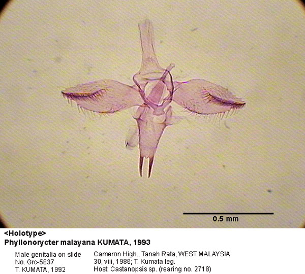 /filer/webapps/moths_gc/media/images/M/malayana_Phyllonorycter_GM_HT_5837_EIHU.jpg