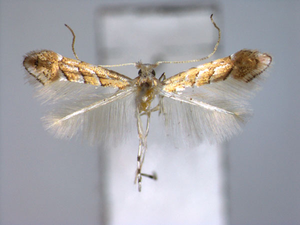 /filer/webapps/moths_gc/media/images/M/malayana_Phyllonorycter_PT_EIHU.jpg