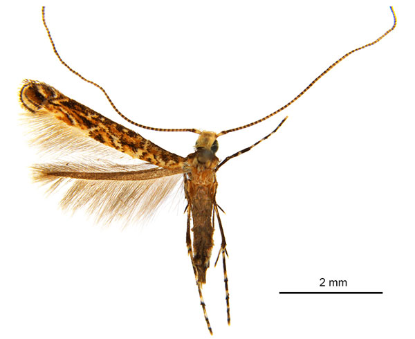 /filer/webapps/moths_gc/media/images/M/mallota_Polydema_HT_ANIC.jpg