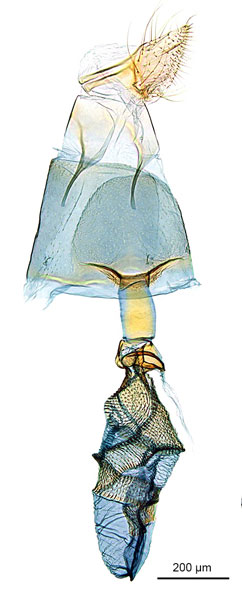 /filer/webapps/moths_gc/media/images/M/mallota_Polydema_HT_GF_ANIC.jpg