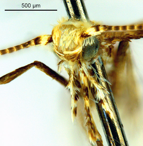 /filer/webapps/moths_gc/media/images/M/mallota_Polydema_HT_head1_ANIC.jpg