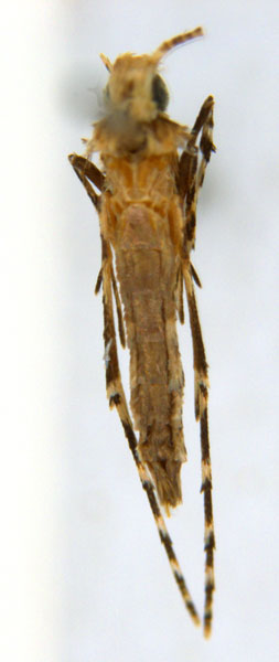 /filer/webapps/moths_gc/media/images/M/mallota_Polydema_PT_ANIC.jpg