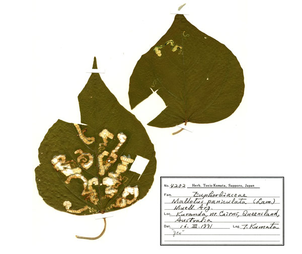 /filer/webapps/moths_gc/media/images/M/mallota_Polydema_host-plant_ANIC.jpg