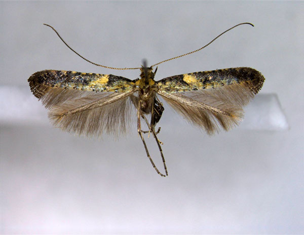 /filer/webapps/moths_gc/media/images/M/mandshurica_Caloptilia_A_EIHU.jpg