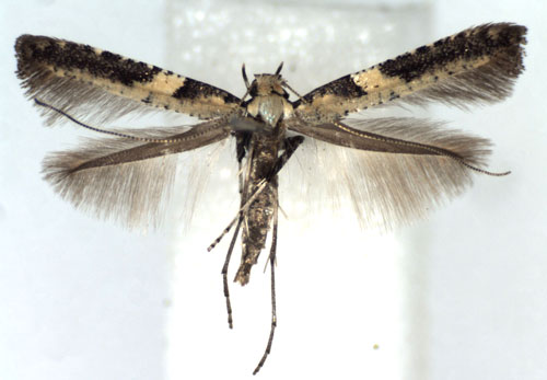 /filer/webapps/moths_gc/media/images/M/mandshurica_Caloptilia_A_WJDP.jpg