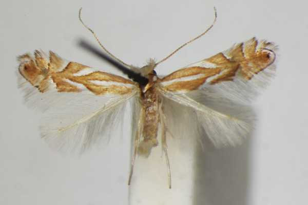 /filer/webapps/moths_gc/media/images/M/mannii_Phyllonorycter_A_ZSM.jpg