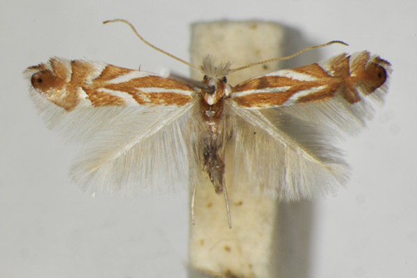 /filer/webapps/moths_gc/media/images/M/mannii_Phyllonorycter_A_ZSM_2.jpg