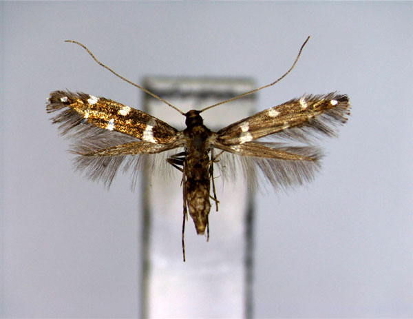 /filer/webapps/moths_gc/media/images/M/marmaroides_Dendrorycter_PT_EIHU.jpg