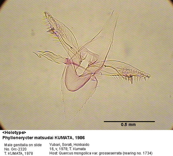 /filer/webapps/moths_gc/media/images/M/matsudai_Phyllonorycter_GM_HT_2320_EIHU.jpg