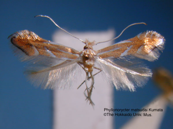 /filer/webapps/moths_gc/media/images/M/matsudai_Phyllonorycter_HT_EIHU.jpg