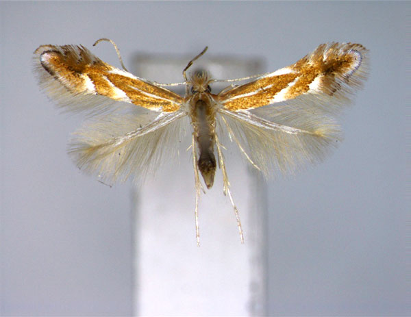 /filer/webapps/moths_gc/media/images/M/matsudai_Phyllonorycter_PT_EIHU.jpg