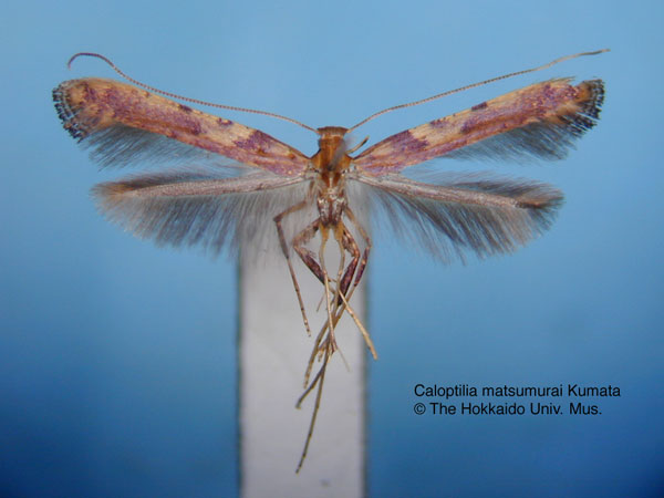 /filer/webapps/moths_gc/media/images/M/matsumurai_Caloptilia_HT_EIHU.jpg