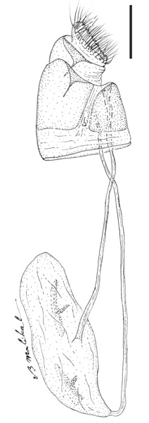 /filer/webapps/moths_gc/media/images/M/maxberryi_Phyllocnistis_HT_GF_USNM.jpg