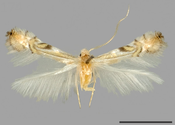 /filer/webapps/moths_gc/media/images/M/maxberryi_Phyllocnistis_HT_USNM.jpg