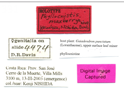 /filer/webapps/moths_gc/media/images/M/maxberryi_Phyllocnistis_HT_USNM_Labels.jpg