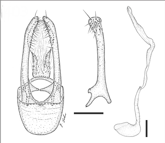 /filer/webapps/moths_gc/media/images/M/maxberryi_Phyllocnistis_PT_GM_USNM.jpg
