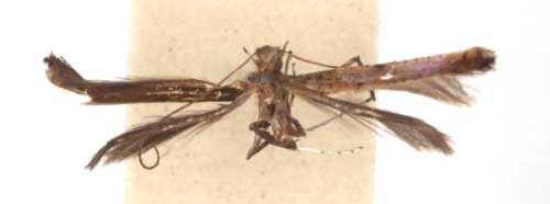 /filer/webapps/moths_gc/media/images/M/maynei_Caloptilia_HT_RMCA6127.jpg