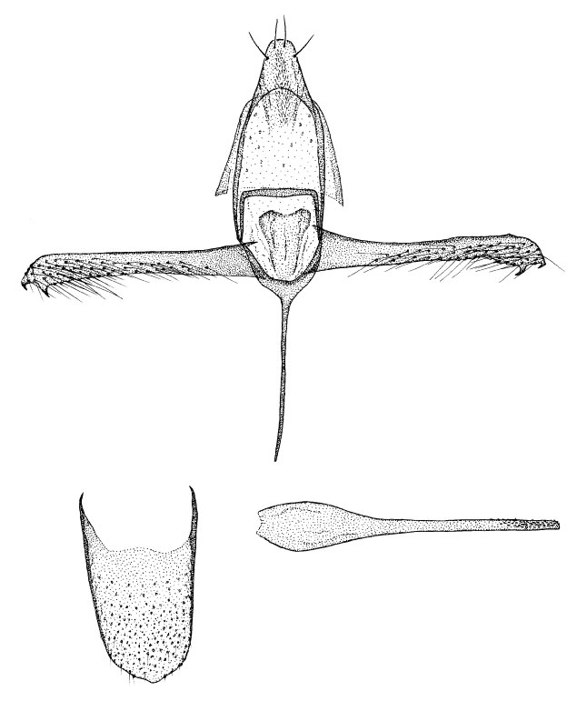 /filer/webapps/moths_gc/media/images/M/mayumbe_Neolithocolletis_GM_DePrins.jpg