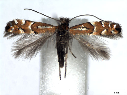 /filer/webapps/moths_gc/media/images/M/medicaginella_Phyllonorycter_AF_WJDP.jpg