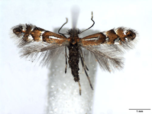 /filer/webapps/moths_gc/media/images/M/medicaginella_Phyllonorycter_AM_WJDP.jpg