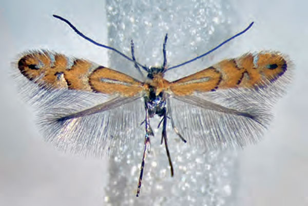/filer/webapps/moths_gc/media/images/M/medicaginella_Phyllonorycter_A_Bengtsson_2026_28.jpg