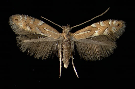 /filer/webapps/moths_gc/media/images/M/medicaginella_Phyllonorycter_A_Durnstein16111968_MHNG.jpg