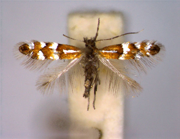 /filer/webapps/moths_gc/media/images/M/medicaginella_Phyllonorycter_A_EIHU.jpg