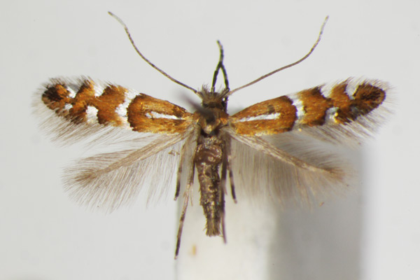/filer/webapps/moths_gc/media/images/M/medicaginella_Phyllonorycter_A_ZSM.jpg