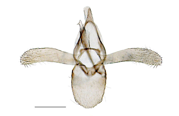 /filer/webapps/moths_gc/media/images/M/medicaginella_Phyllonorycter_GM_Kirichenko-et-al_2017_7.jpg