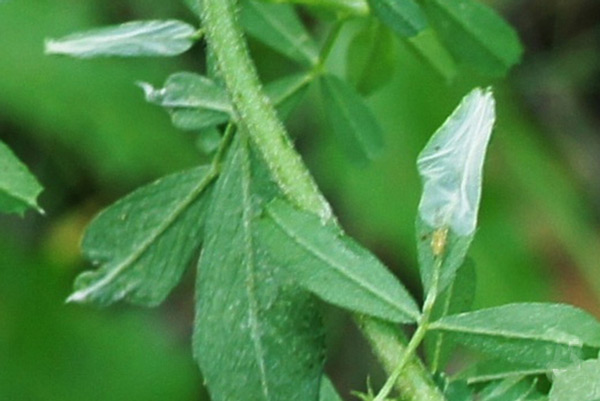 /filer/webapps/moths_gc/media/images/M/medicaginella_Phyllonorycter_Mine_Knyazev-et-al_2018_266.jpg