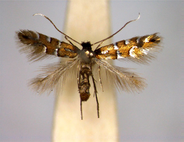 /filer/webapps/moths_gc/media/images/M/melacoronis_Phyllonorycter_A_EIHU.jpg