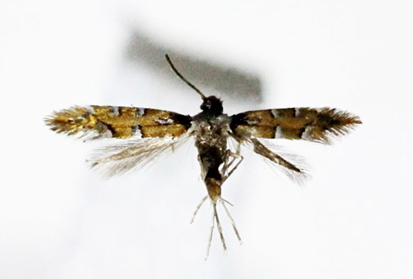 /filer/webapps/moths_gc/media/images/M/melacoronis_Phyllonorycter_A_Kim-et-Byun_2017_1379.jpg