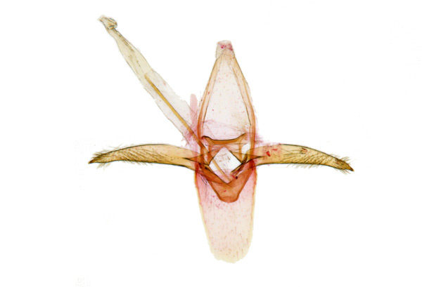 /filer/webapps/moths_gc/media/images/M/melacoronis_Phyllonorycter_GM_Kim-et-Byun_2017_1383.jpg