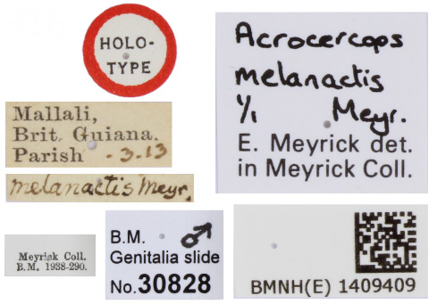 /filer/webapps/moths_gc/media/images/M/melanactis_Eucosmophora_HT_1409409_BMNH_labels.jpg