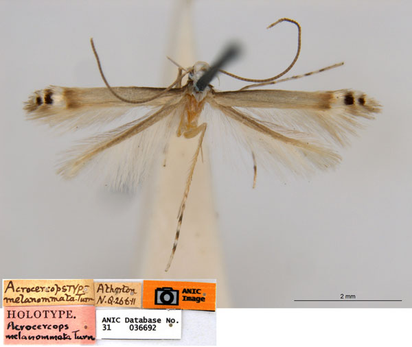 /filer/webapps/moths_gc/media/images/M/melanommata_Melanocercops_ST_ANIC.jpg