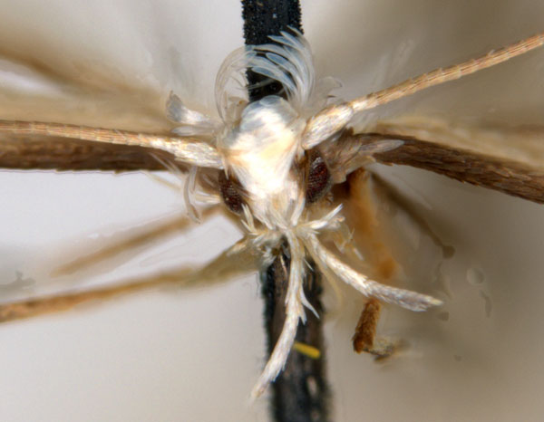 /filer/webapps/moths_gc/media/images/M/melanommata_Melanocercops_ST_head_ANIC.jpg