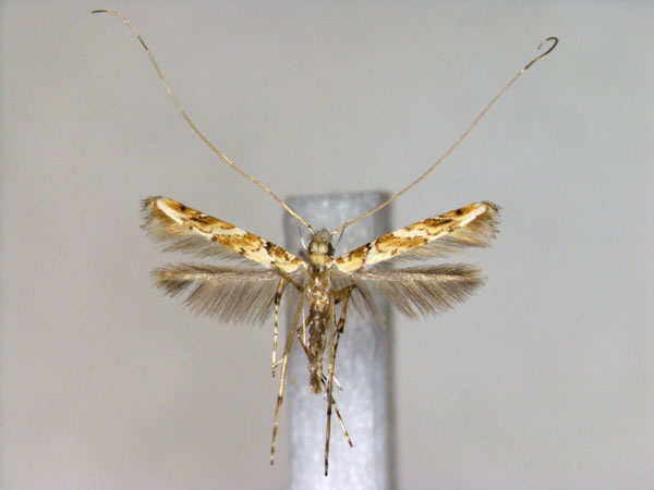 /filer/webapps/moths_gc/media/images/M/melanoplecta_Acrocercops_A_EIHU.jpg