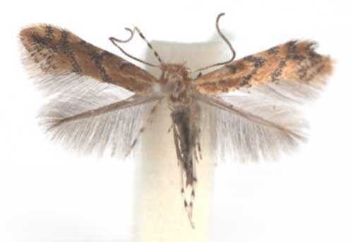 /filer/webapps/moths_gc/media/images/M/melanosparta_Phyllonorycter_A_TMSA.jpg