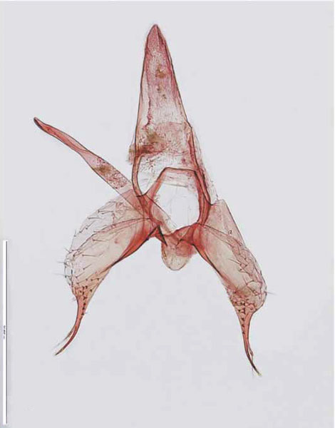 /filer/webapps/moths_gc/media/images/M/melanosparta_Phyllonorycter_De-Prins-et-al_2009_59.jpg