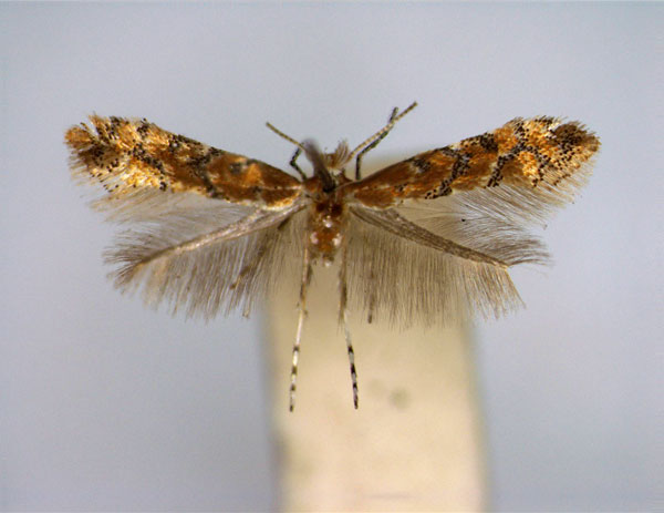 /filer/webapps/moths_gc/media/images/M/melanosparta_Phyllonorycter_EIHU.jpg