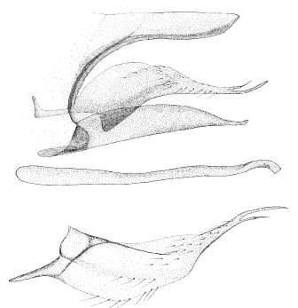 /filer/webapps/moths_gc/media/images/M/melanosparta_Phyllonorycter_GM_DePrins.jpg