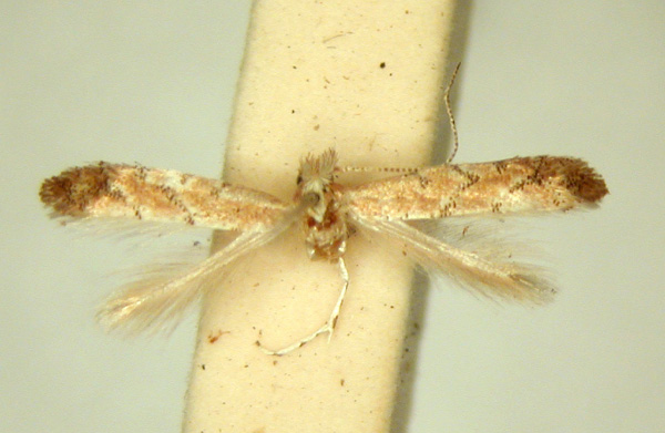 /filer/webapps/moths_gc/media/images/M/melanosparta_Phyllonorycter_HT_TMSA.jpg