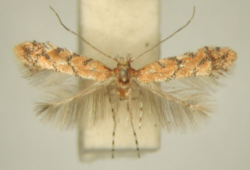 /filer/webapps/moths_gc/media/images/M/melanosparta_Phyllonorycter_MT_TMSA7347.jpg