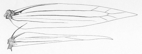 /filer/webapps/moths_gc/media/images/M/melanosparta_Phyllonorycter_W_DePrins2505.jpg